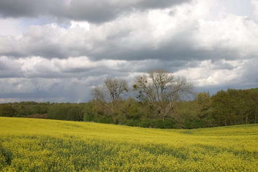 Thunderstorm sky over blooming rapeseed field