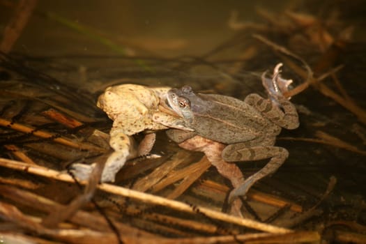 Here a total of 3 frogs wrestle with each other: two common toads and at the top the darker one a grass frog