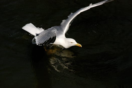 Landing