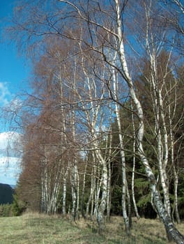 Birches