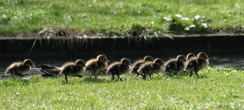 Duck march in miniature...