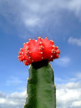 Red-headed cactus