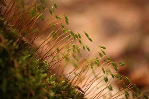 Macro shot of moss on a tree stump