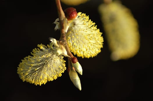 Well,spring really seems to be knocking on our door! For most of you,the willow catkins have probably already faded. When I came back from night duty this morning,the sun was finally shining really nicely and I have to