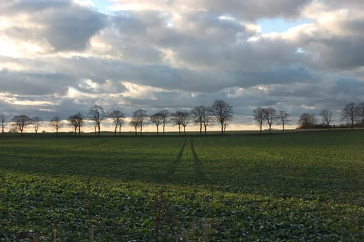 Alley across the field