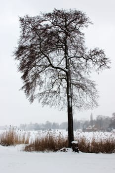 Winter tree