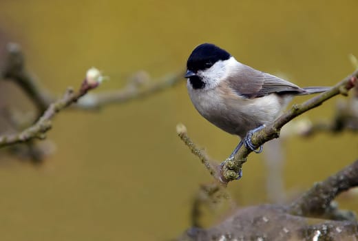 Swamp (Poecile palustris)