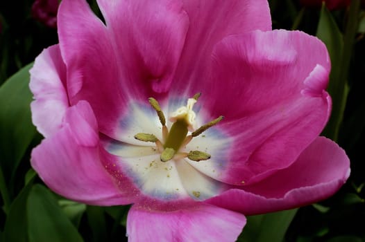 Tulipa