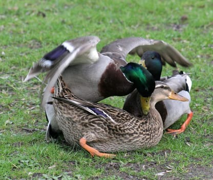 ... the duck had no chance to fight back at all...