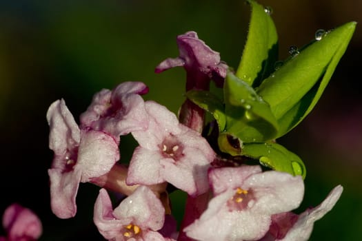 Daphne with dew drops