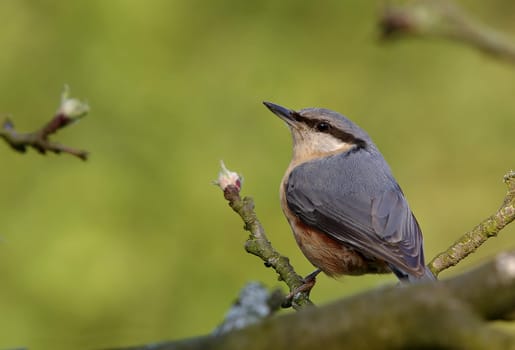 Nuthatches in spring