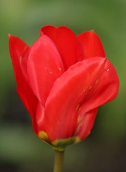 Tulip