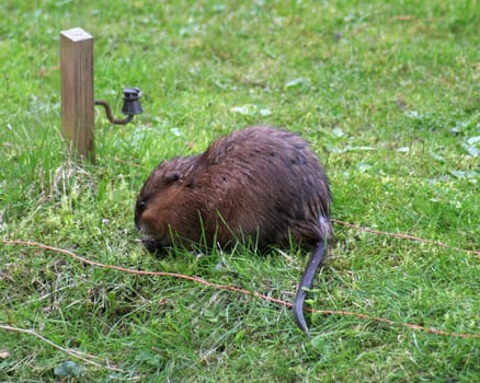 Muskrats manage to eat many of the little ducklings every year... so do the little chicks from this series,none of them live anymore.