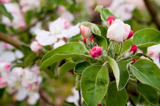 Apple Blossom II