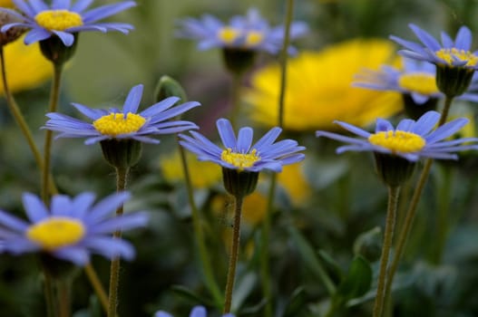 blue flowers