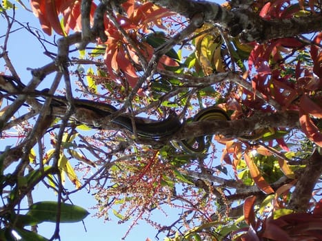 Snakes in the tree