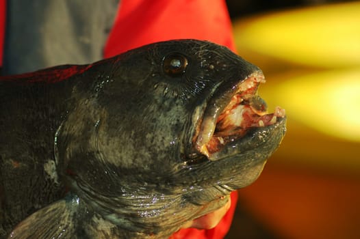 Maybe you can now imagine why this fish only comes on the market without a head,but as I said,the fillet tastes delicious! And if you see the teeth,you might believe me that I almost jumped out of the boat last year