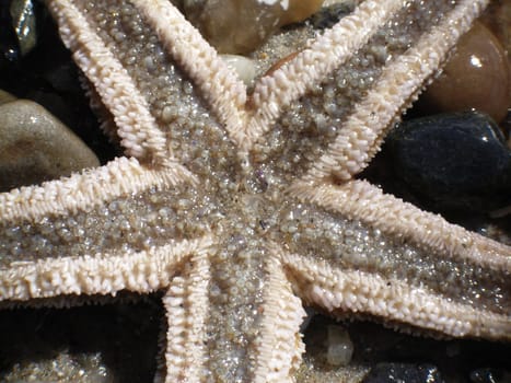Starfish