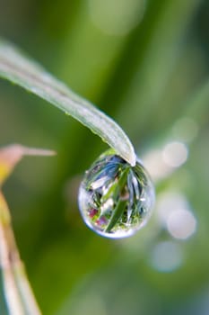 Dewdrops with reflection of blades of grass