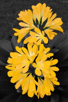 Clivie Yellow