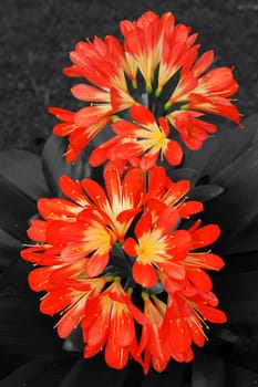 Clivie Red