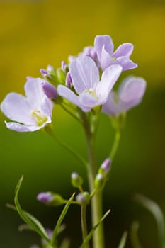 Meadowfoam