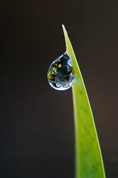 Dewdrops with reflection