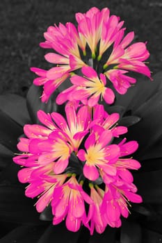 Clivie pink
