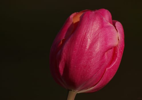 First in the garden