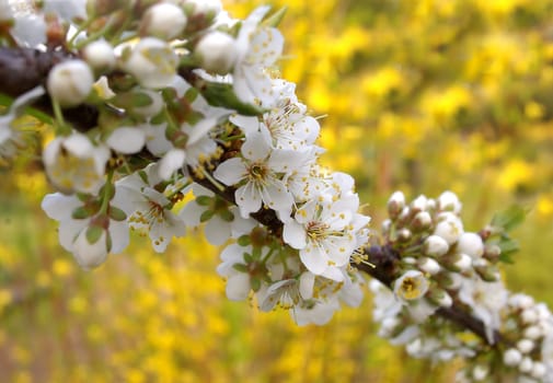 White before yellow