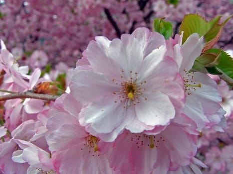 ( Macro without tripod)