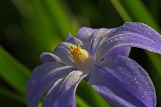 Blue Star