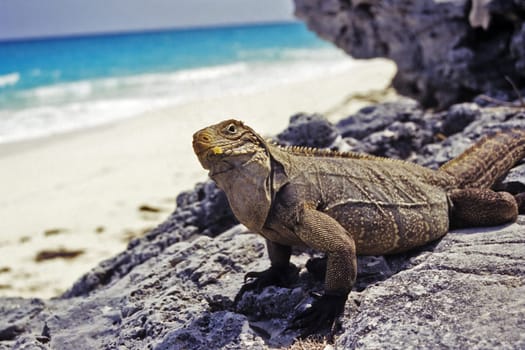 Cuban Belt-tailed Iguana,Cayo Largo/Cuba