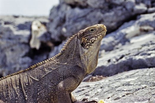 Cuban Belt-tailed Iguana,Cayo Largo/Cuba