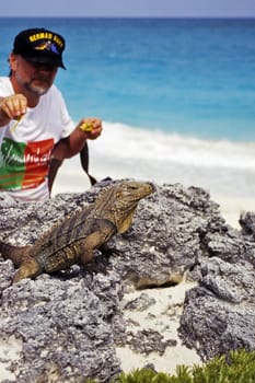 Feeding the belt-tailed iguana