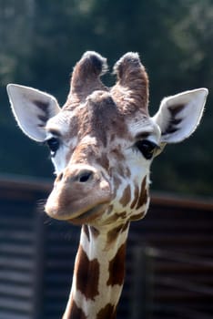 Giraffes - Portrait