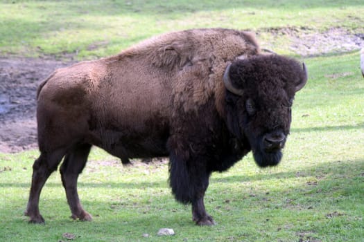 Indian buffalo