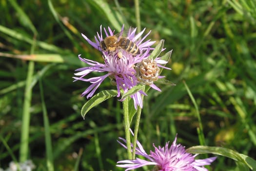 Flower with bee
