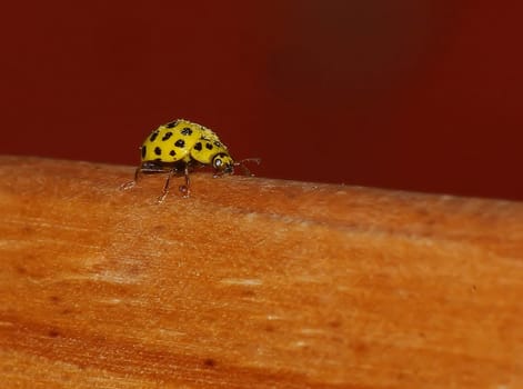yellow ladybug