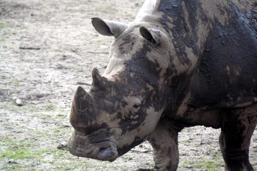 Rhinoceros - Portrait