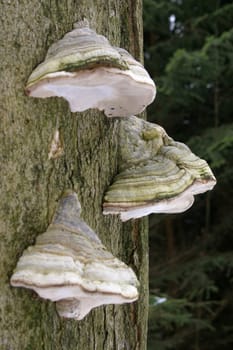 Tinder fungus (Fomes fomentarius) on a dead beech tree