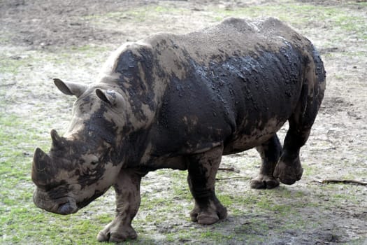 Rhinoceros