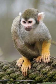 little guy
