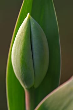 just green