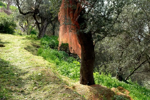 Preparation for the olive harvest
