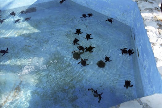 Sea turtle rearing