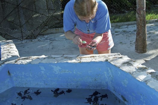 Sea turtle rearing