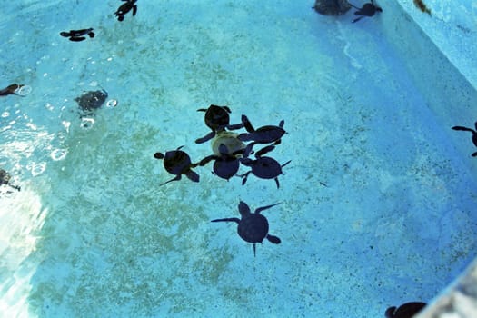 Sea turtle rearing