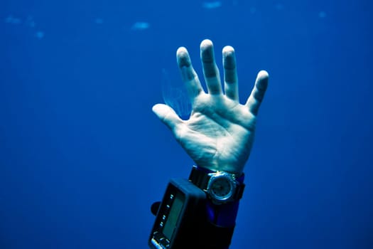 Jellyfish in hand