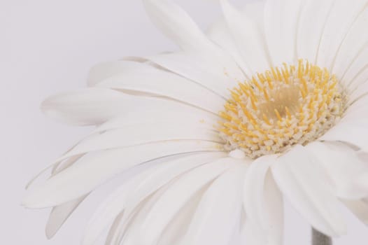 Gerbera
